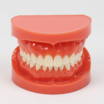 New Dental Teach Study Adult Standard Typodont Demonstration Model 1:1