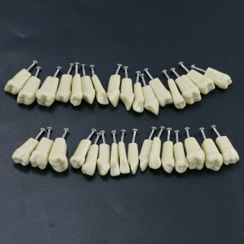 Dental Typodont Restorative Standard Model 32PC Removable Teeth Compatible with Frasaco AG3