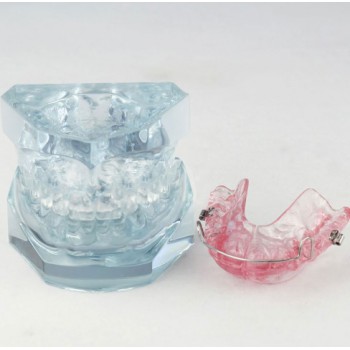 Orthodontic Dental Demonstration Model For Maintenance M3006