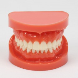 New Dental Teach Study Adult Standard Typodont Demonstration Model 1:1