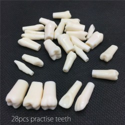 NEW Resin Simulation Tooth Grain Dental Model For Dentist Exam Preparation Teaching