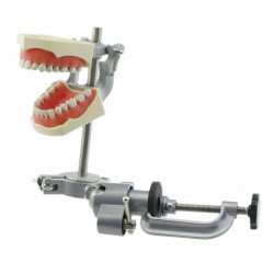 Dental Typodont Model With Pole Mount Practice 32 Pcs Teeth Compatible with Columbia 860 Teeth