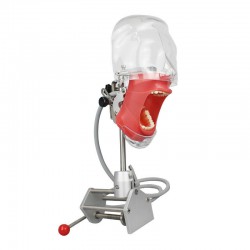 Dental Manikin Simulator Phantom Head for Teaching Training Practice Typodont Compatible with Nissin Kilgore