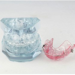 Orthodontic Dental Demonstration Model For Maintenance M3006