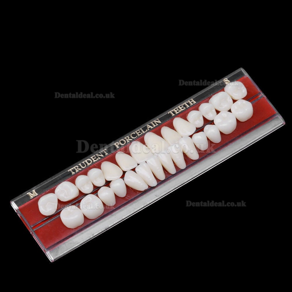 2Pcs Dental Porcelain Denture Material Alloy-Pin Teeth Colors Shade Guide 24#