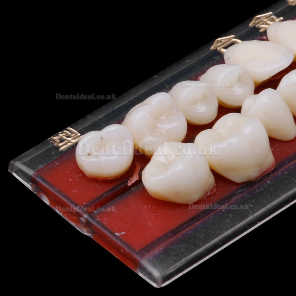 2Pcs Dental Porcelain Denture Material Alloy-Pin Teeth Colors Shade Guide 24#