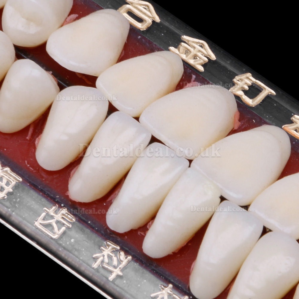 2Pcs Dental Porcelain Denture Material Alloy-Pin Teeth Colors Shade Guide 24#