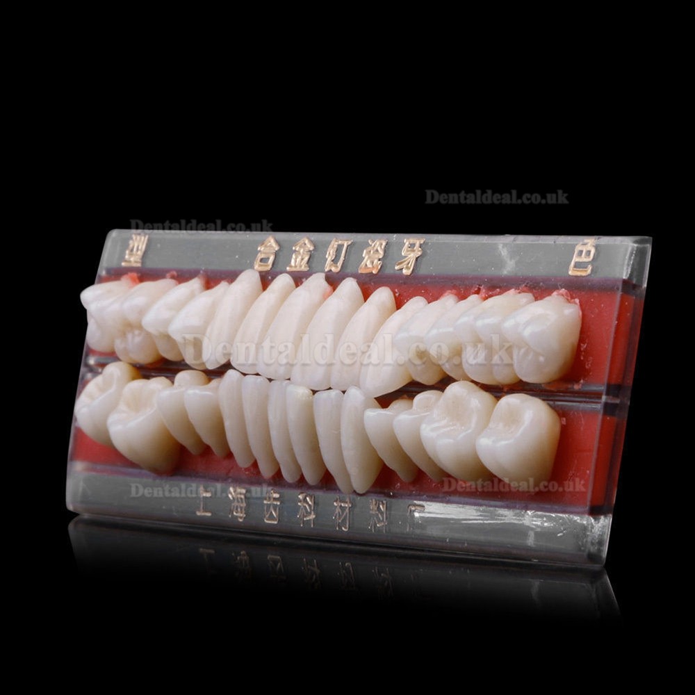 2Pcs Dental Porcelain Denture Material Alloy-Pin Teeth Colors Shade Guide 24#