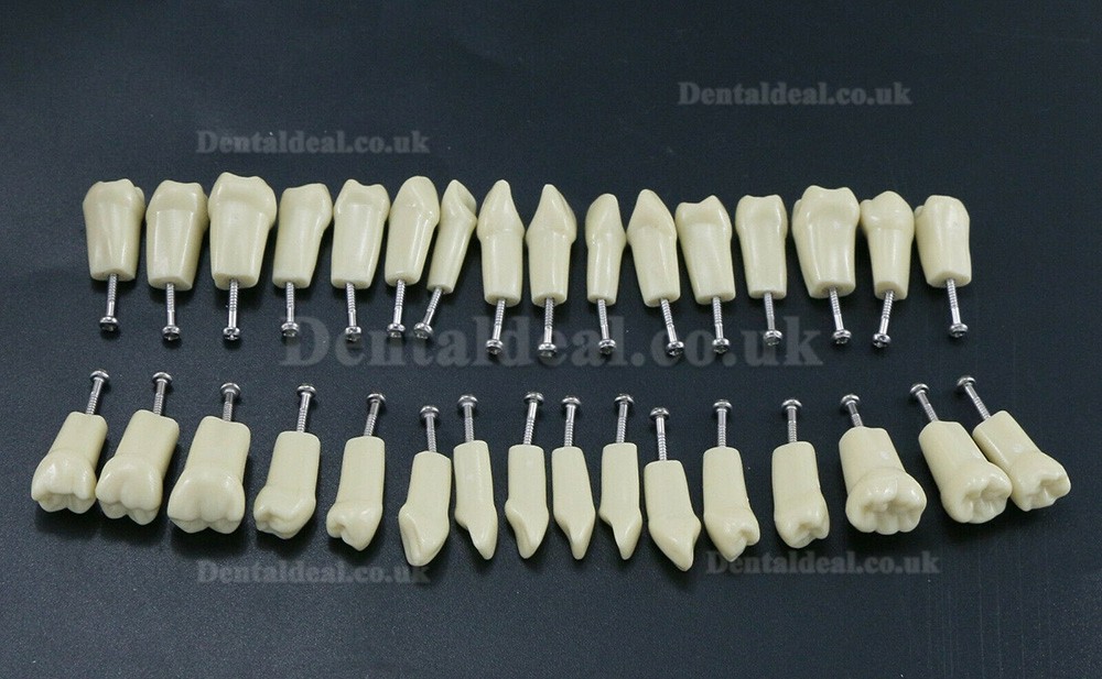 Dental Typodont Restorative Standard Model 32PCS Removable Teeth Compatible Frasaco AG3 Type