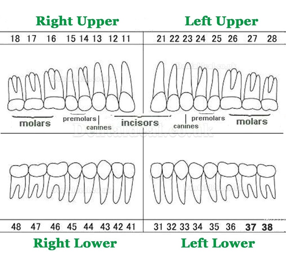 Dental Typodont Restorative Standard Model 32PCS Removable Teeth Compatible Frasaco AG3 Type