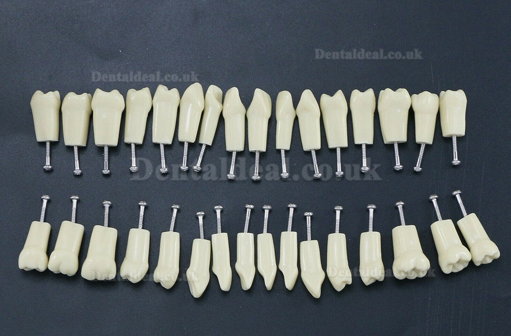 Dental Typodont Restorative Standard Model 32PCS Removable Teeth Compatible Frasaco AG3 Type