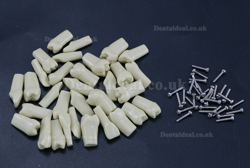 Dental Typodont Restorative Standard Model 32PCS Removable Teeth Compatible Frasaco AG3 Type