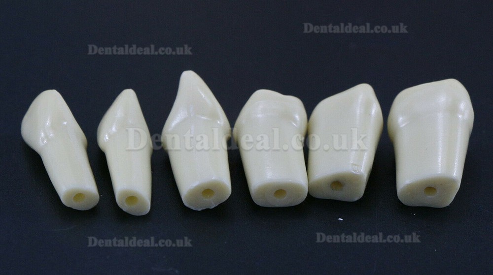 Dental Typodont Restorative Standard Model 32PCS Removable Teeth Compatible Frasaco AG3 Type