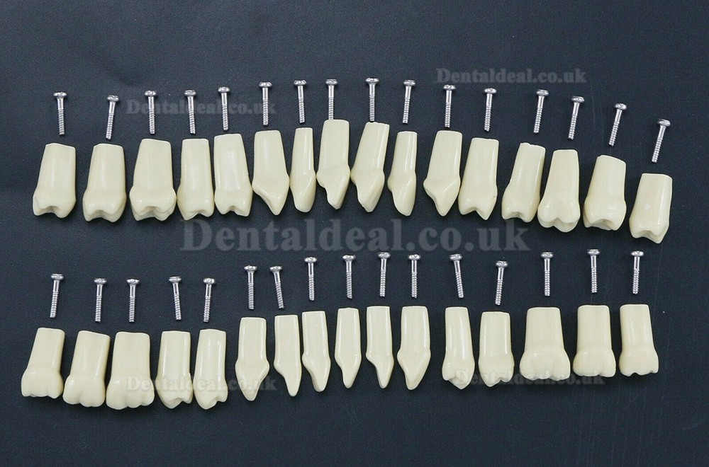 Dental Typodont Restorative Standard Model 32PCS Removable Teeth Compatible Frasaco AG3 Type