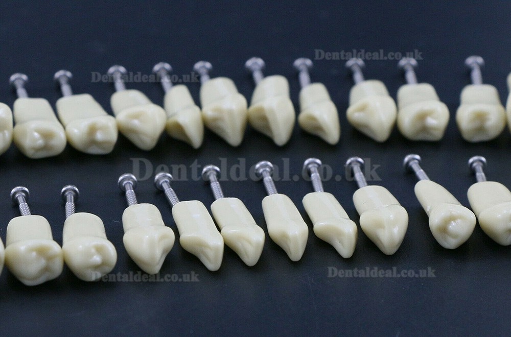 Dental Typodont Restorative Standard Model 32PCS Removable Teeth Compatible Frasaco AG3 Type