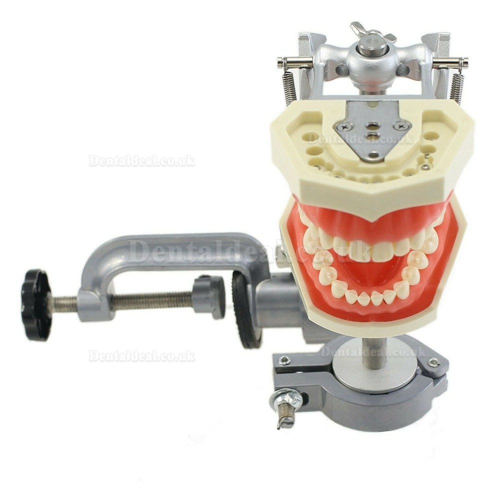 Kilgore Nissin 200 Type Dental Typodont With Mounting Pole 28PC Teeth Model