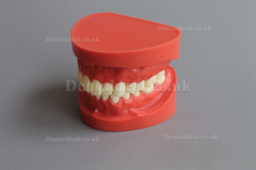 New Dental Teach Study Adult Standard Typodont Demonstration Model 1:1