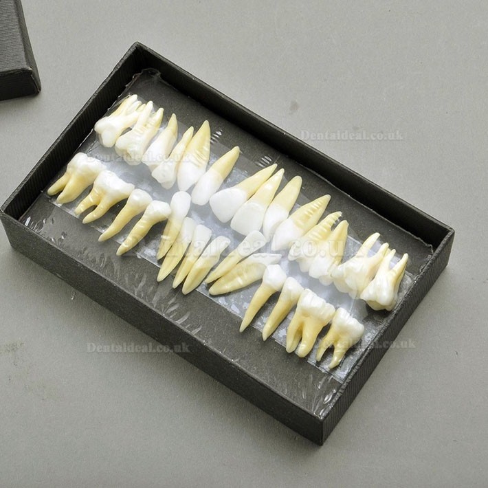 28 Pcs Dental Model Teeth Model 1:1 Full Permanent Teeth 7008