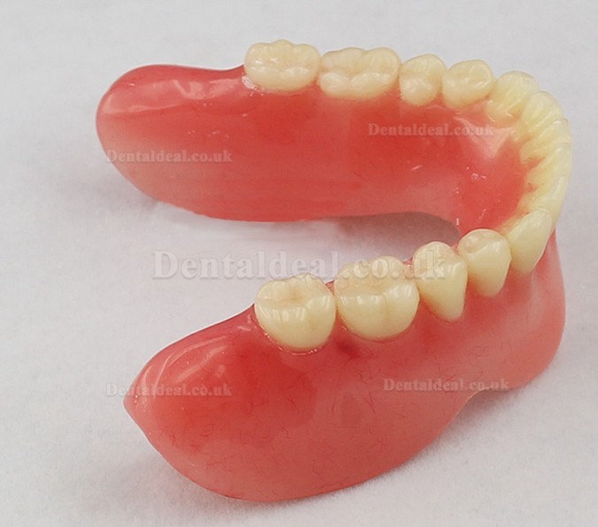 Dental Teeth Implant Model Jaw M-2014B