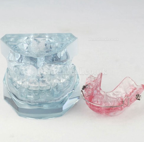 Orthodontic Dental Demonstration Model For Maintenance M3006