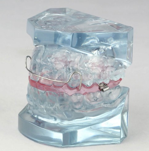 Orthodontic Dental Demonstration Model For Maintenance M3006