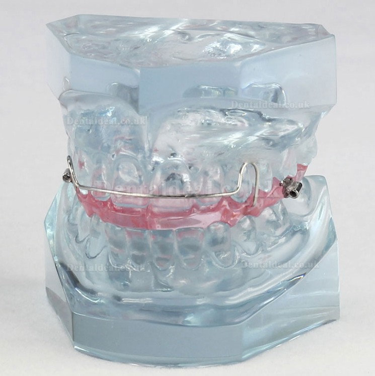 Orthodontic Dental Demonstration Model For Maintenance M3006