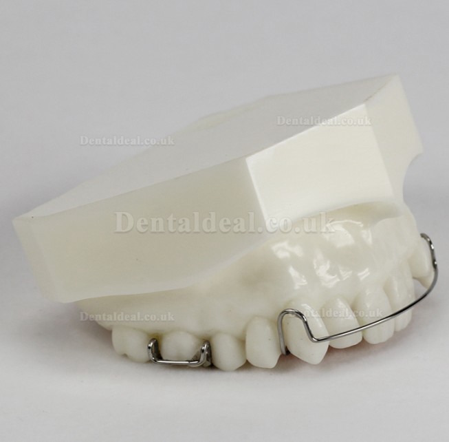 Orthodontic Demonstration Model for Maintenance M3007