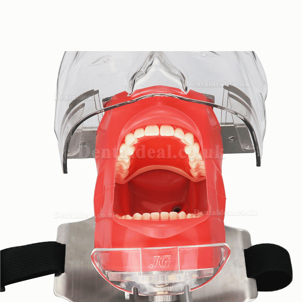 Dental Manikin Simulator Phantom Head for Dental Chair Headrest Typodont Compatible with Nissin Kilgore