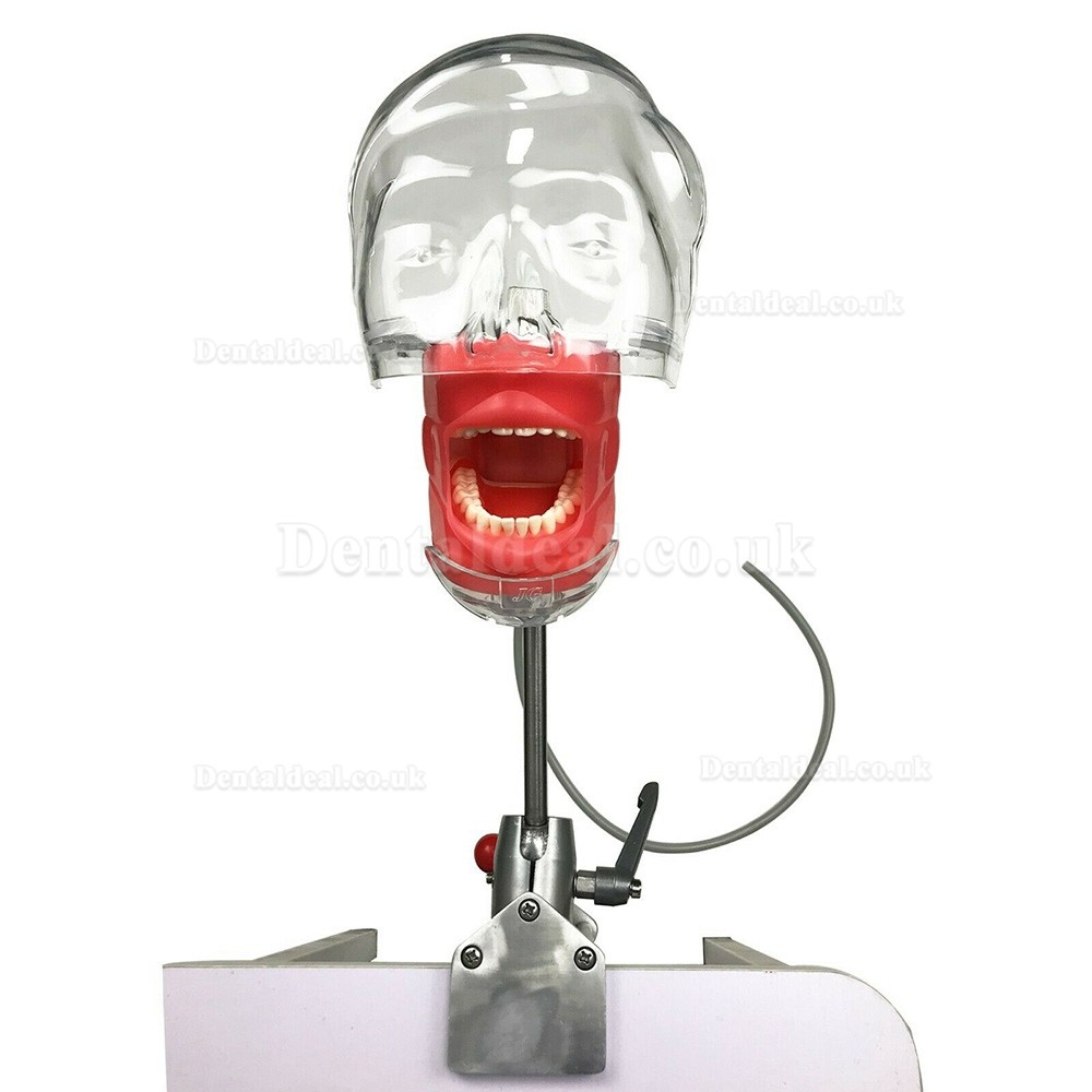 Dental Manikin Simulator Phantom Head for Teaching Training Practice Typodont Compatible with Nissin Kilgore