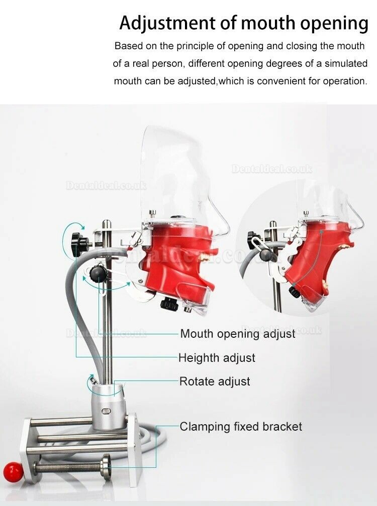 Dental Manikin Simulator Phantom Head for Teaching Training Practice Typodont Compatible with Nissin Kilgore