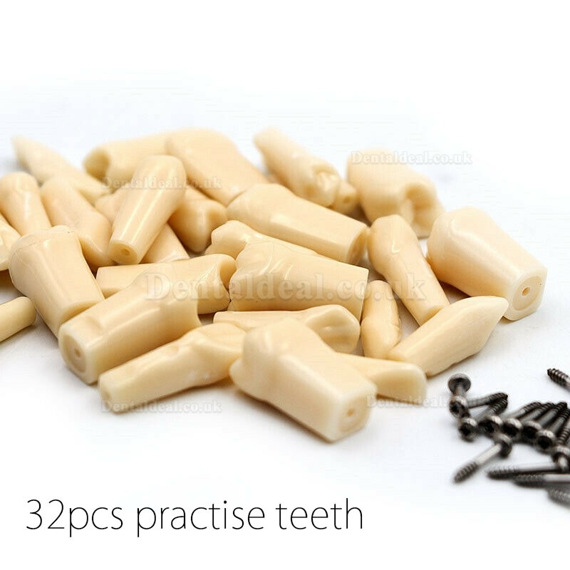 NEW Resin Simulation Tooth Grain Dental Model For Dentist Exam Preparation Teaching