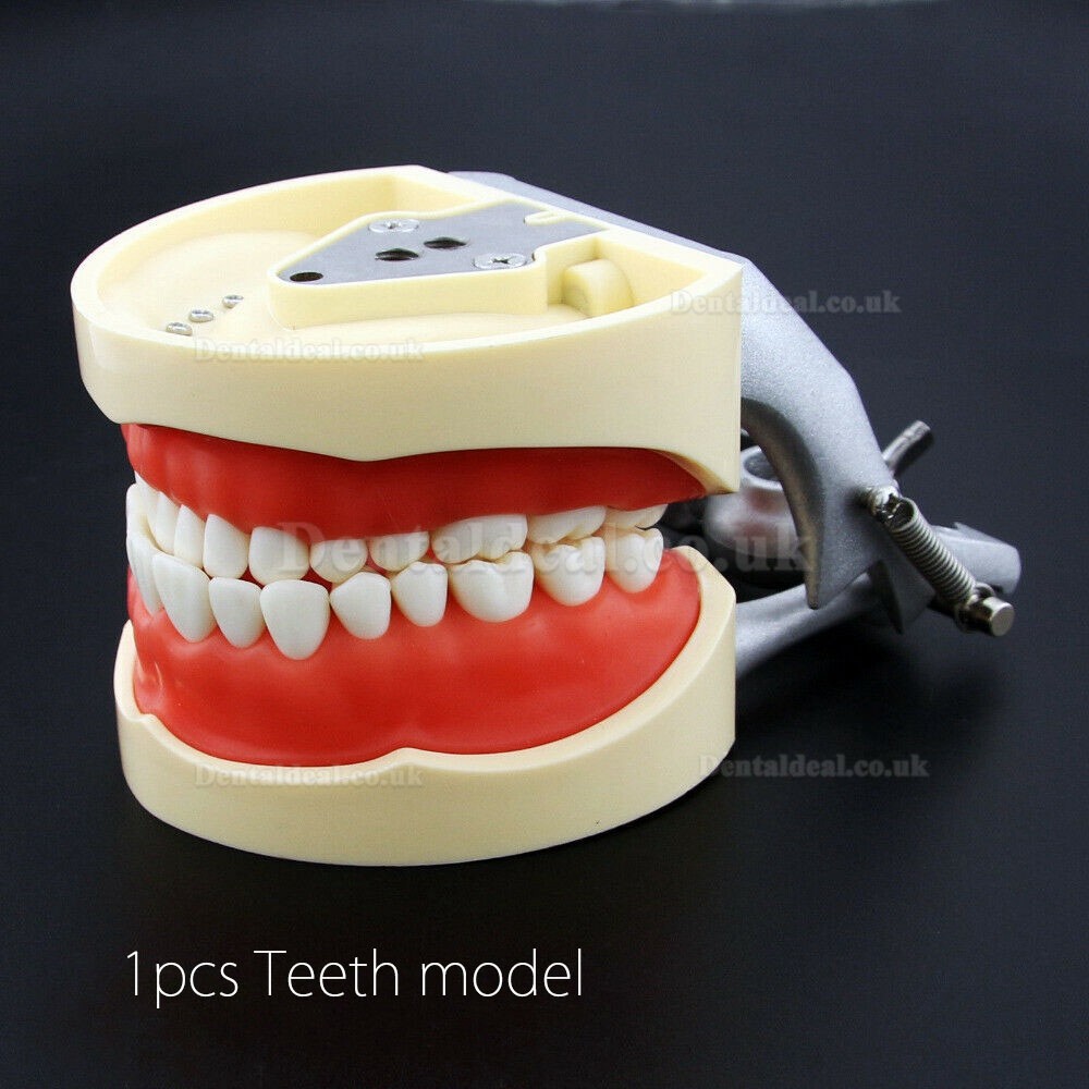 NEW Resin Simulation Tooth Grain Dental Model For Dentist Exam Preparation Teaching