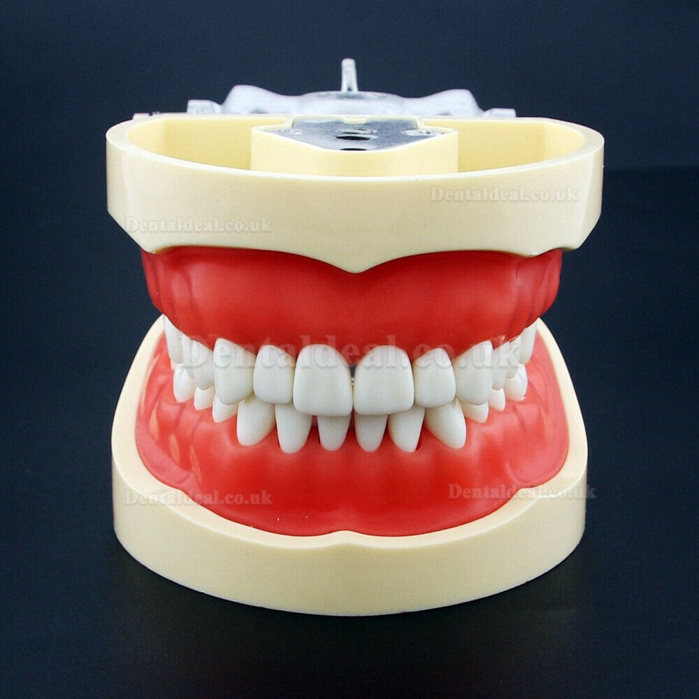 NEW Resin Simulation Tooth Grain Dental Model For Dentist Exam Preparation Teaching