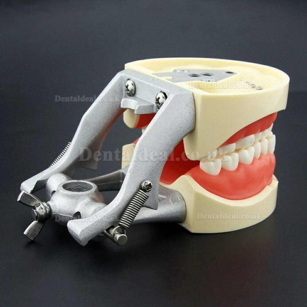 NEW Resin Simulation Tooth Grain Dental Model For Dentist Exam Preparation Teaching